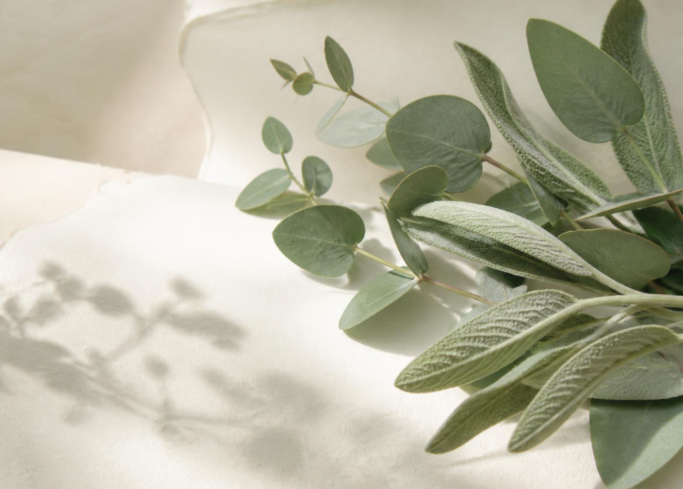 Sage and eucalyptus sprigs resting on pale handmade paper in soft daylight
